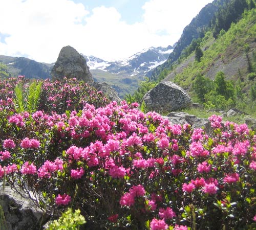 Sikkim - Rhododendron Tour