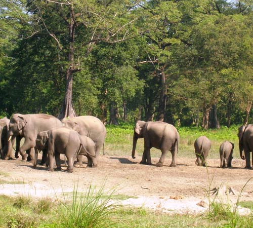 Marvelous Dooars Tour